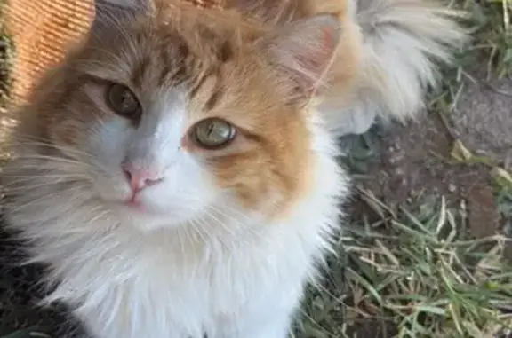 Gato Perdido: Macho Joven Naranja y Blanco