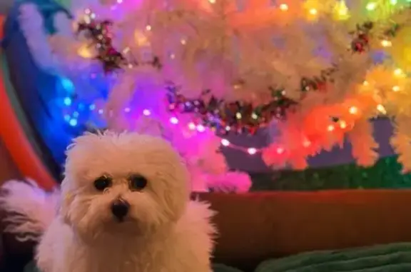 Lost: 6-Month Bichon Frise on York Rd