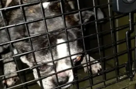 Found Dog Safe in Cage on Tiny...