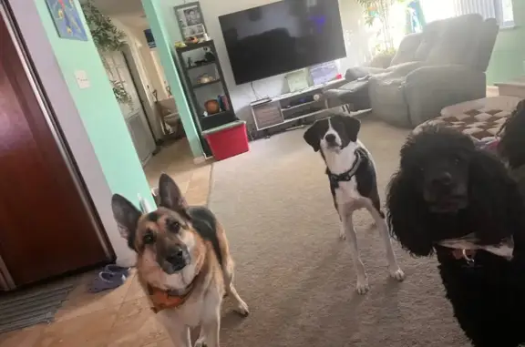 Lost Dog in Vegas: Friendly Mutt Needs Home