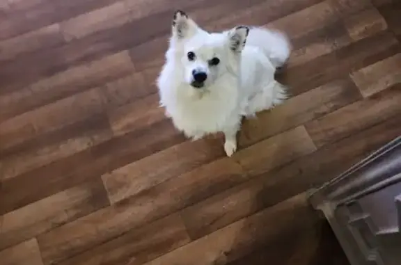 Lost Dog in Las Vegas: Mostly White, 20lbs