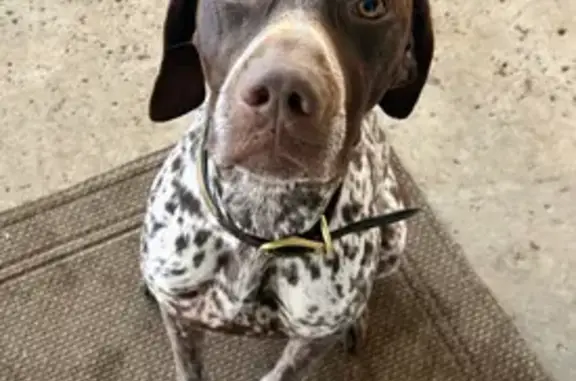 Lost Dog: Brown Speckled, Atsina Rd