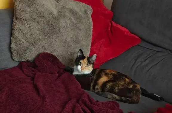 Gato encontrado Vigo, foto: Gata joven tricolor encontrada en Vigo