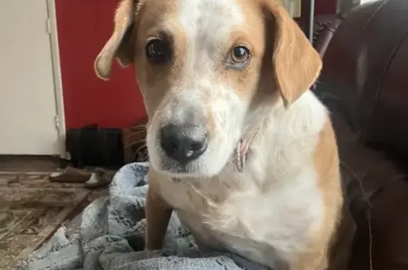 Lost Tan & White Hound Near NIPSCO Rails