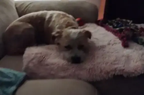 Lost Jack Russell Mix in Snowy Valleys