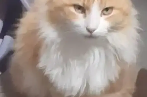 Chat perdu : Tuffy roux et blanc, Lagamas - photo