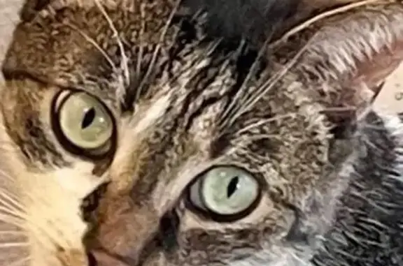 Chatte de l'Ehpad Saint-Julien perdue - photo
