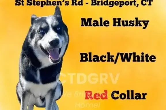 Lost Dog: Black & White, Blue Eyes