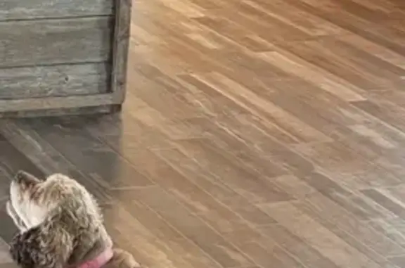 Lost Cocker Spaniel: Sweetie Needs Help!