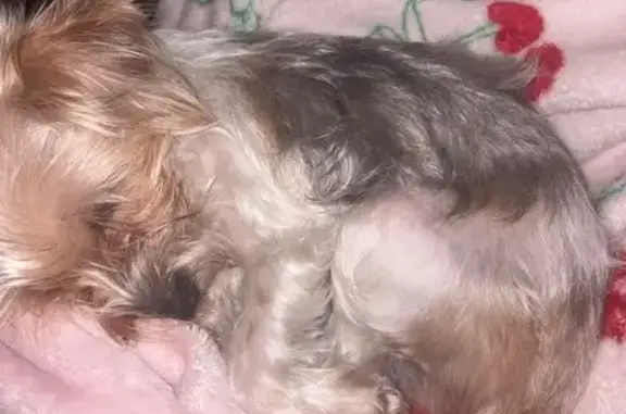 Lost Service Dog Ivy: Help Find Her!