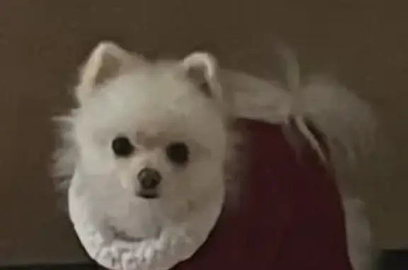 Lost Pomeranian Service Dog: C...