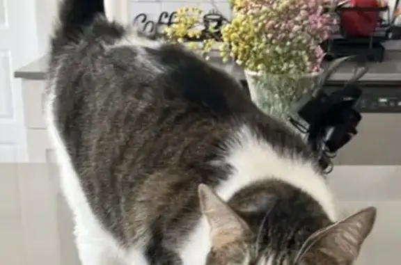 Lost Bicolor Cat: South Salt Lake Area