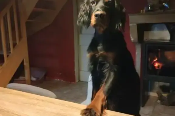 Animaux perdus Buellas, photo: Chienne Setter Gordon perdue à Buellas