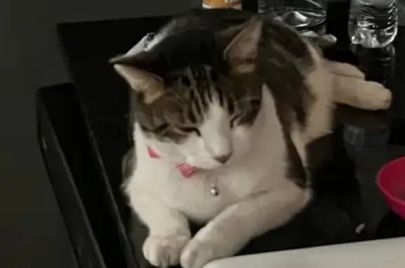 Help Find Lola: Beloved Cat with V Mark