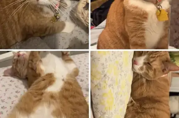 Lost Orange Cat: Shy but Friendly - Atlantic City