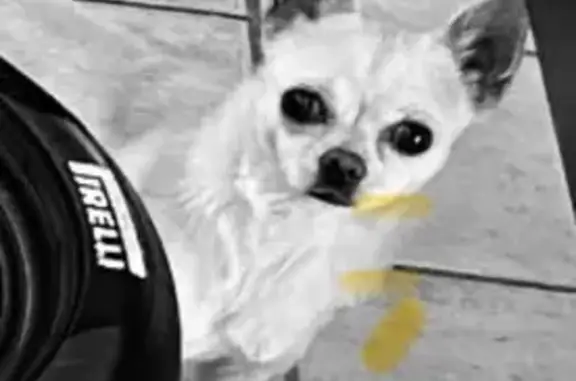 Perro Chihuahua Perdido en Aldaia: ¡Ayuda!