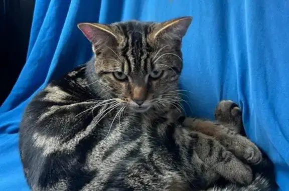 Chat trouvé , photo: Chaton trouvé sur l'A36, Pérouse