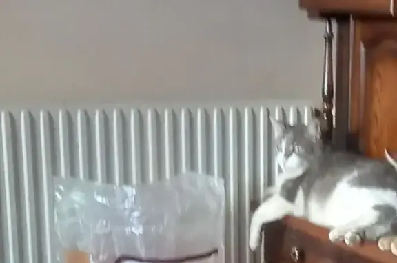 Charly, chat costaud blanc-gris perdu - photo