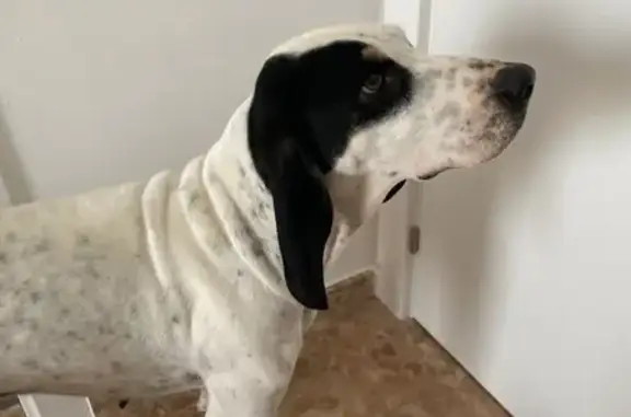 Perra Perdida en Olocau: Ayuda a Encontrar a Lizzy