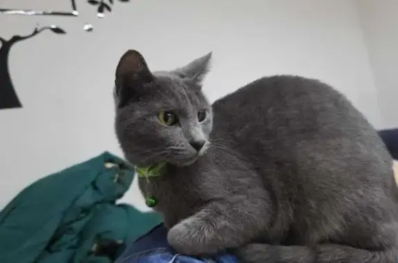 Gatita Gris Perdida en Zapopan, Collar Verde