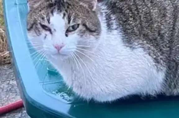 Animaux trouvés Limoges, photo: Chat mâle trouvé, blessé Rue Surcouf, Limoges