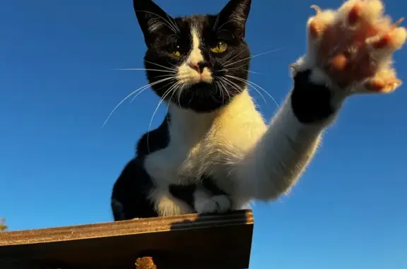 Chat noir et blanc perdu à Les Gonds - photo