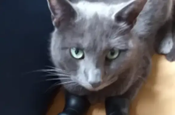 Chat gris perdu, Plume en danger, Lille - photo
