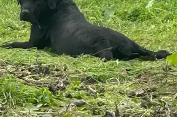 ¡Ayuda! Labrador negro perdido en Estepona