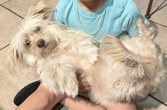 Missing dog Tolleson, photo: Lost Dog: Pink Collar, West Heber Rd