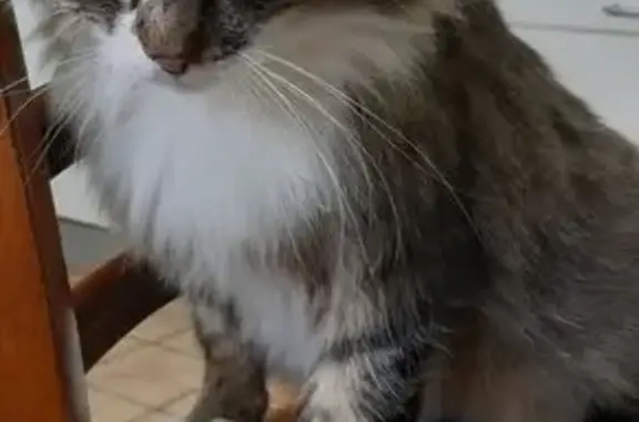 Animaux perdus , photo: Chat perdu gris/blanc, peureux, St-Méloir