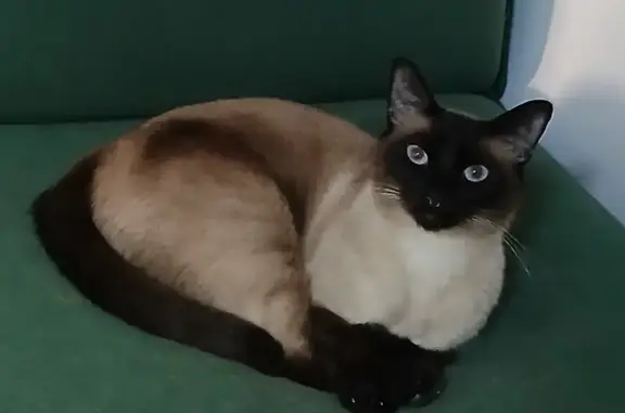 Chat perdu, , photo: Chat Siamois perdu à Oullins, 171 Grande Rue