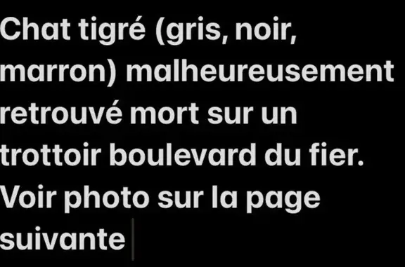 Chat tigré gris retrouvé mort à Annecy - photo