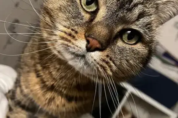 Chat perdu à Montanay : Tigre, 6 ans, peureux - photo