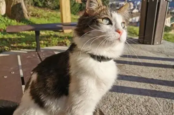 Chat mâle tigré perdu à Ville-sur-Jarnioux - photo