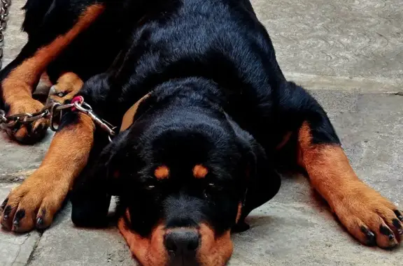 Perros perdidos, , foto: ¡Ayuda! Hermanas Rottweiler Perdidas en CDMX