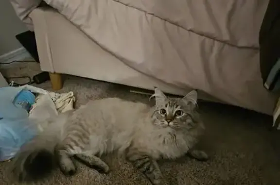 Missing cat Phoenix, photo: Missing: Friendly Fluffy White Tabby Mix