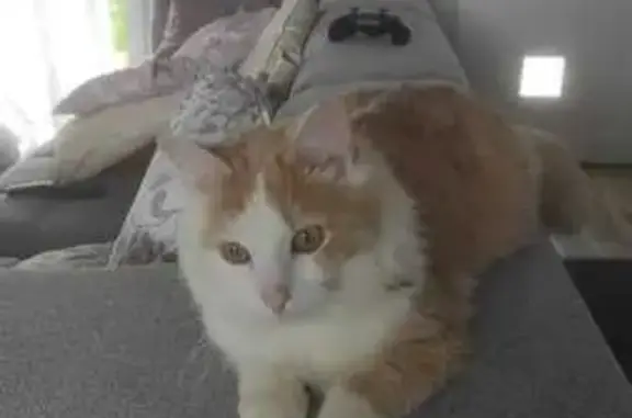 Animaux perdus Saint-Jouan-des-Guérets, photo: Chat roux/blanc perdu, Saint-Jouan-des-Guérets