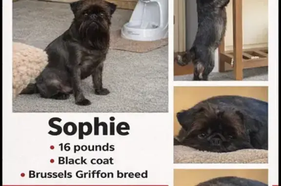 Lost Black Brussels Griffin in...