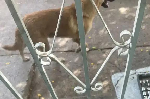 Perro Pastor Mix Café Claro En...