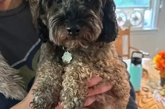 Missing dog Post Falls, photo: Lost Mini Cockapoo: Brown & Gray, Post Falls