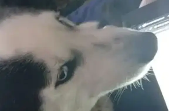 Lost Husky: Blue Eyes, Pink Fi...