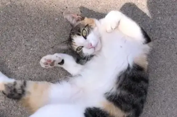 Missing cat Warwick, photo: Lost Calico Cat: Fair St, Warwick