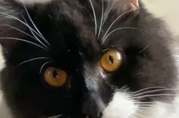 Lost and found pets Indio, photo: Lost Tuxedo Cat in Indio - Help Needed!