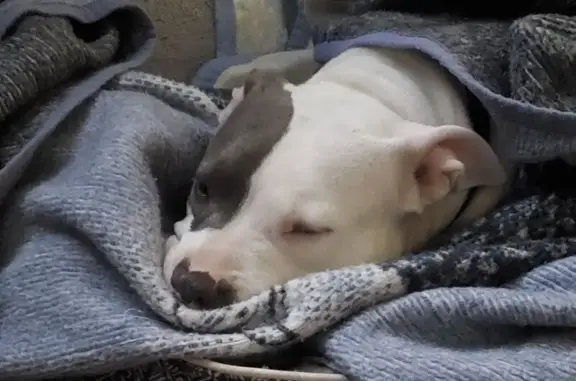 Lost Friendly Pitbull in Fairh...