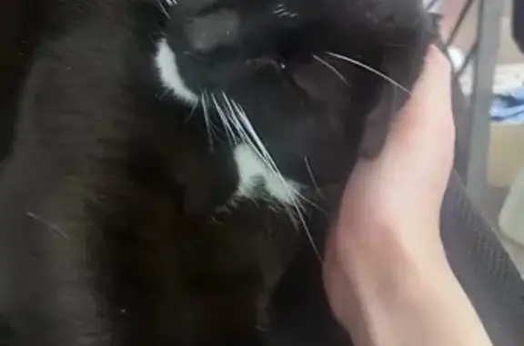 Lost Tuxedo Cat: Help Find Mushi in Provo!