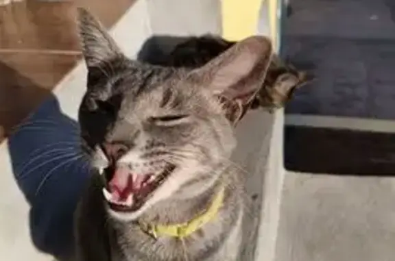 Gatos perdidos, , foto: Gato Gris Perdido con Collar Amarillo