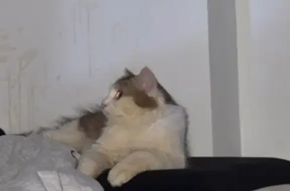 Missing cat Singapore, photo: Missing Long-Haired Cat in Serangoon