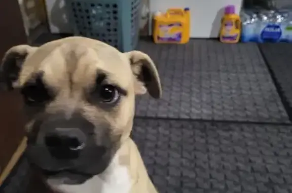 Lost and found pets Irving, photo: Found Dog: Cream & Brown on Patricia St