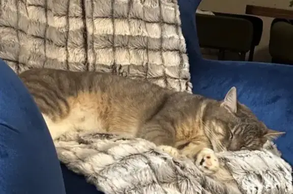 Lost Gray & White Cat: West Chesnut Ave