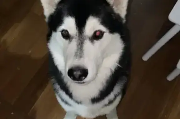 Lost Husky in Goondiwindi: Red Collar